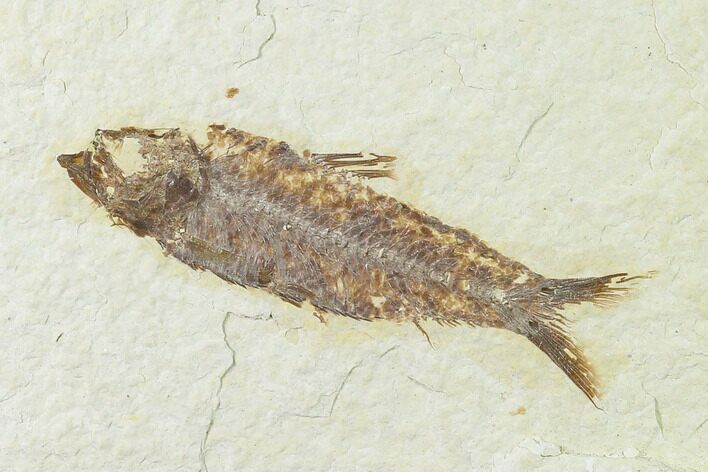 Fossil Fish (Knightia) - Green River Formation - Wyoming #136529